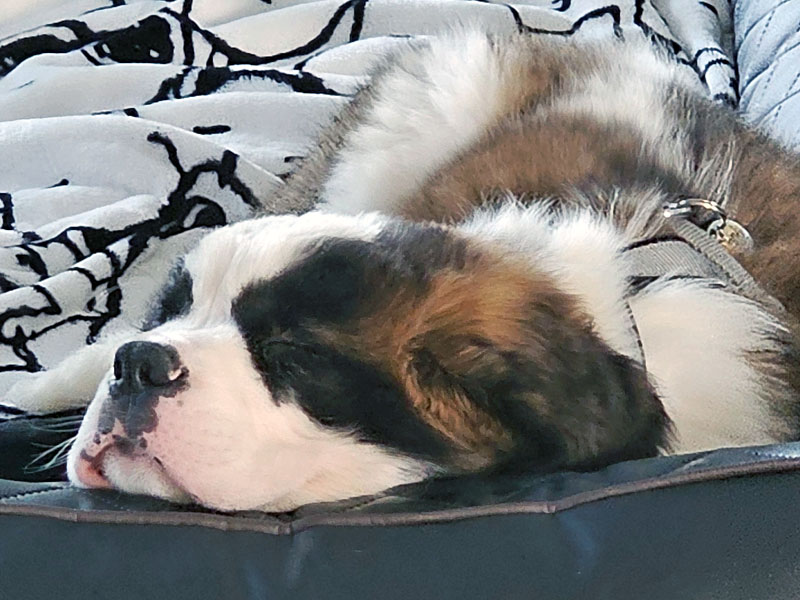 Unser Hund Manni beim entspannen